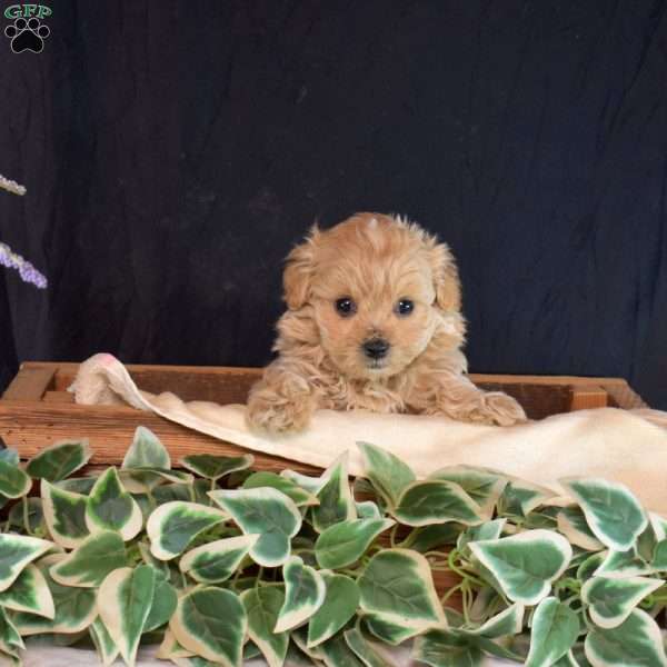 Gizmo, Maltipoo Puppy