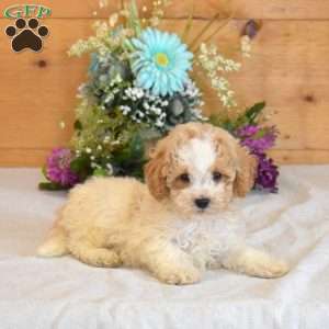 Gizmo, Bich-Poo Puppy