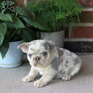 Gizmo, French Bulldog Puppy