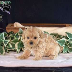 Gizmo, Maltipoo Puppy