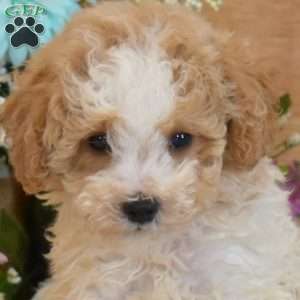 Gizmo, Bich-Poo Puppy