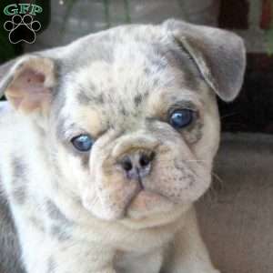 Gizmo, French Bulldog Puppy