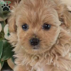 Gizmo, Maltipoo Puppy