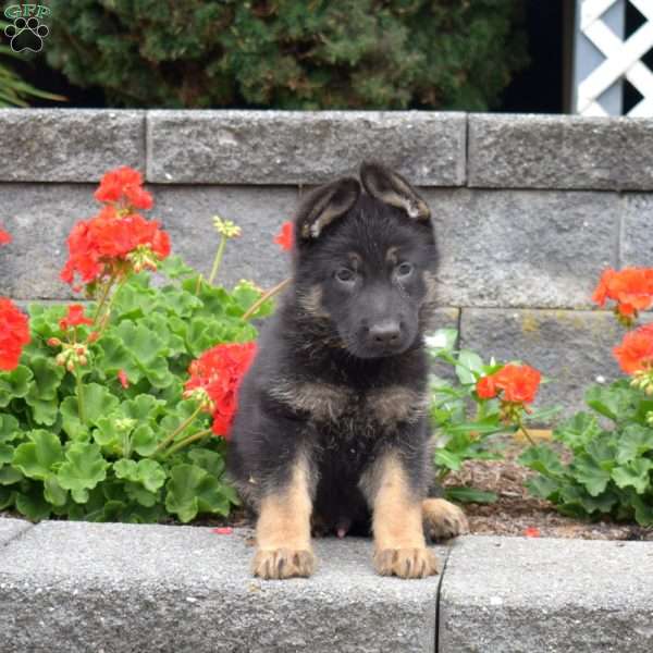 Glitch, German Shepherd Puppy