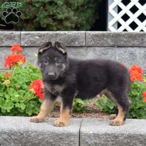 Glitch, German Shepherd Puppy