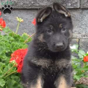 Glitch, German Shepherd Puppy