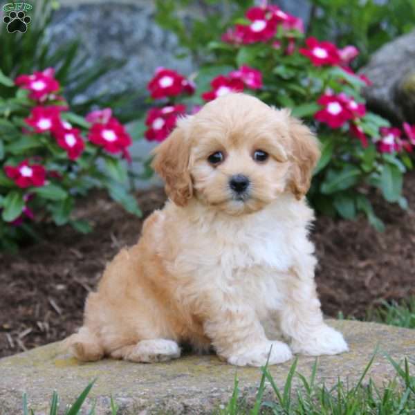 Glow, Maltipoo Puppy