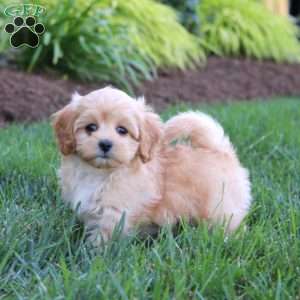 Glow, Maltipoo Puppy