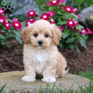 Glow, Maltipoo Puppy