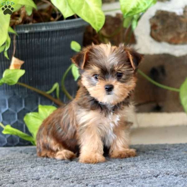 Glow, Yorkie Puppy