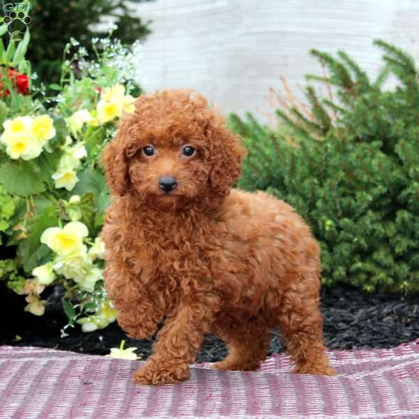 Glow, Miniature Poodle Puppy