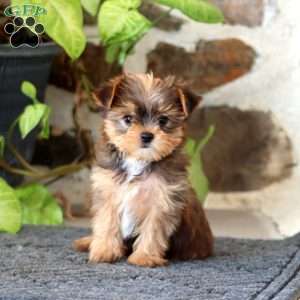 Glow, Yorkie Puppy