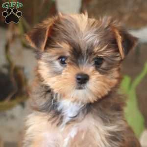 Glow, Yorkie Puppy
