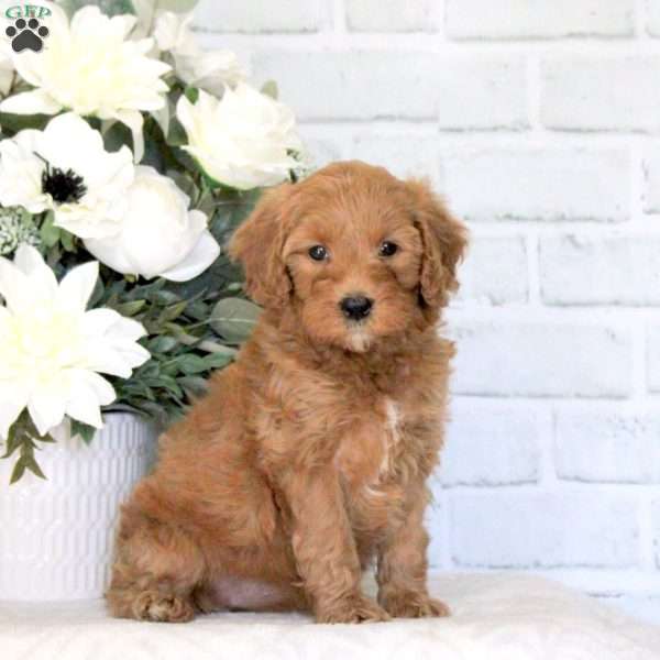 Goldie, Mini Goldendoodle Puppy