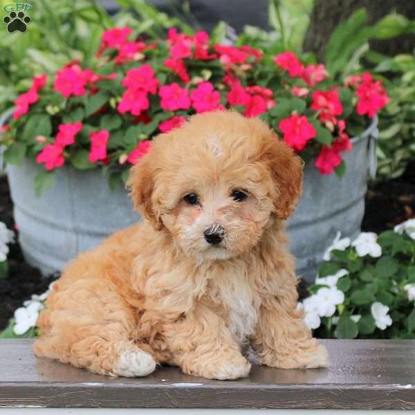 Goldie, Maltipoo Puppy