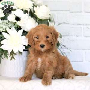 Goldie, Mini Goldendoodle Puppy