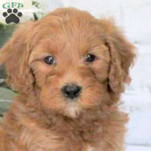 Goldie, Mini Goldendoodle Puppy