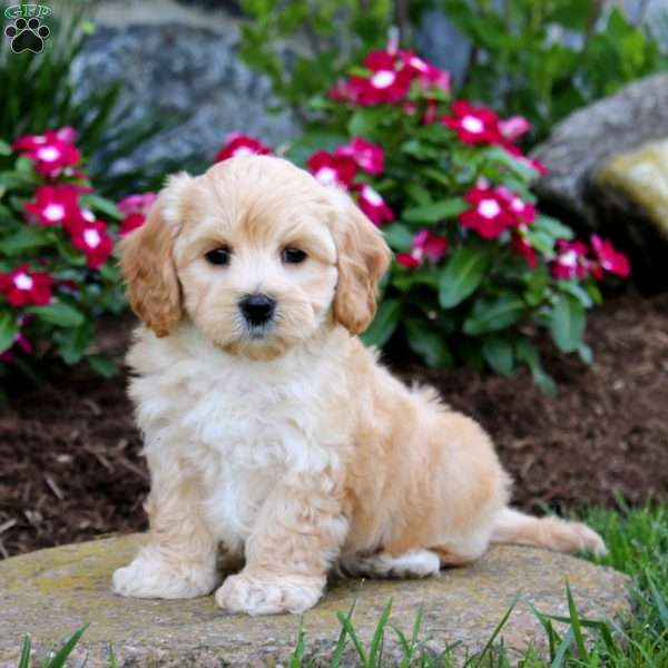 Goldie, Maltipoo Puppy