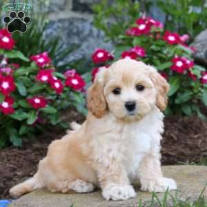 Goldie, Maltipoo Puppy