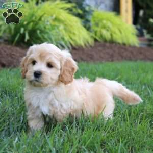 Goldie, Maltipoo Puppy