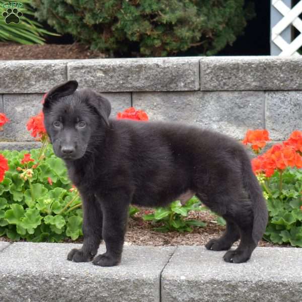 Goliath, German Shepherd Puppy