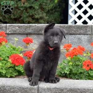 Goliath, German Shepherd Puppy