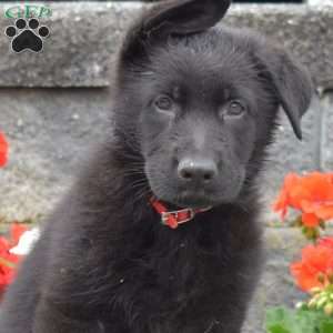Goliath, German Shepherd Puppy