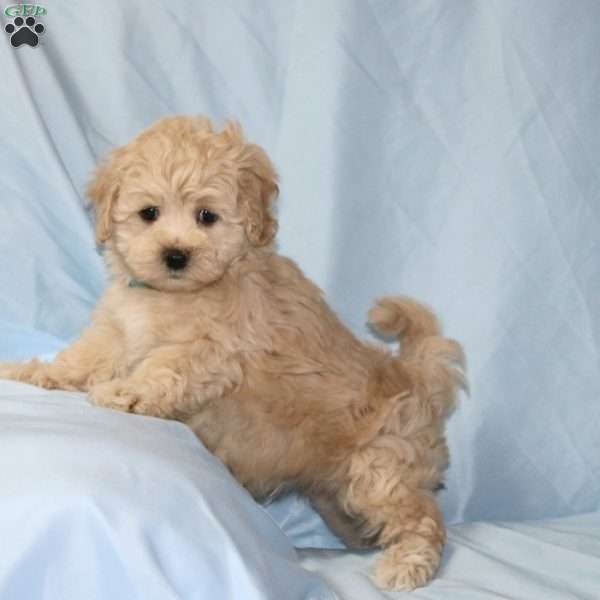 Goofy, Maltipoo Puppy