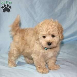 Goofy, Maltipoo Puppy