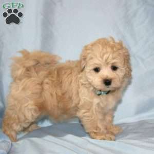 Goofy, Maltipoo Puppy