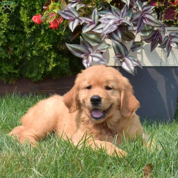 Goose, Golden Retriever Puppy