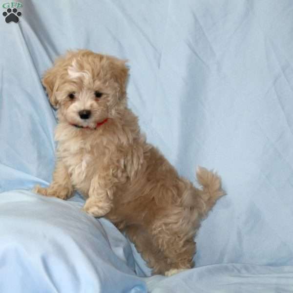 Goose, Maltipoo Puppy