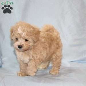 Goose, Maltipoo Puppy