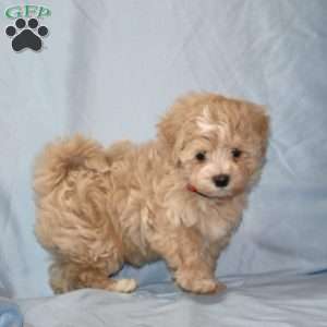 Goose, Maltipoo Puppy