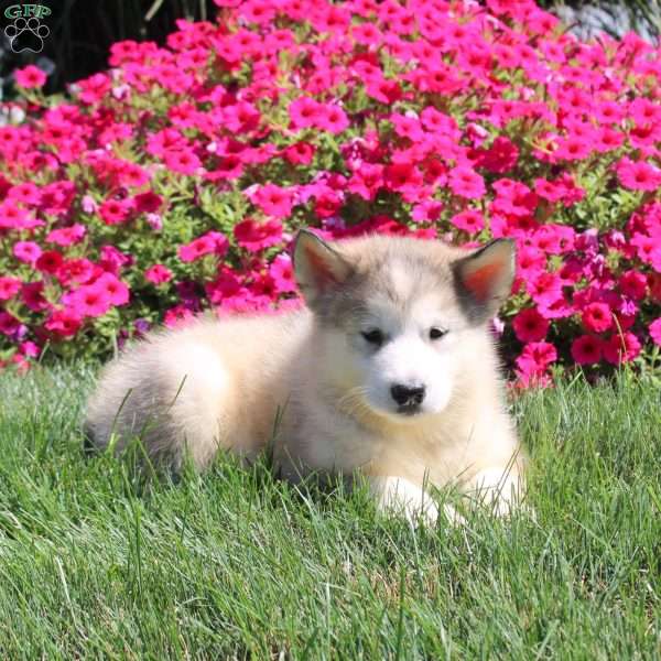 Grace, Alaskan Malamute Puppy