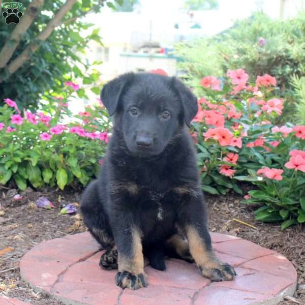 Grace, German Shepherd Puppy