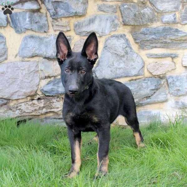 Grace, German Shepherd Puppy