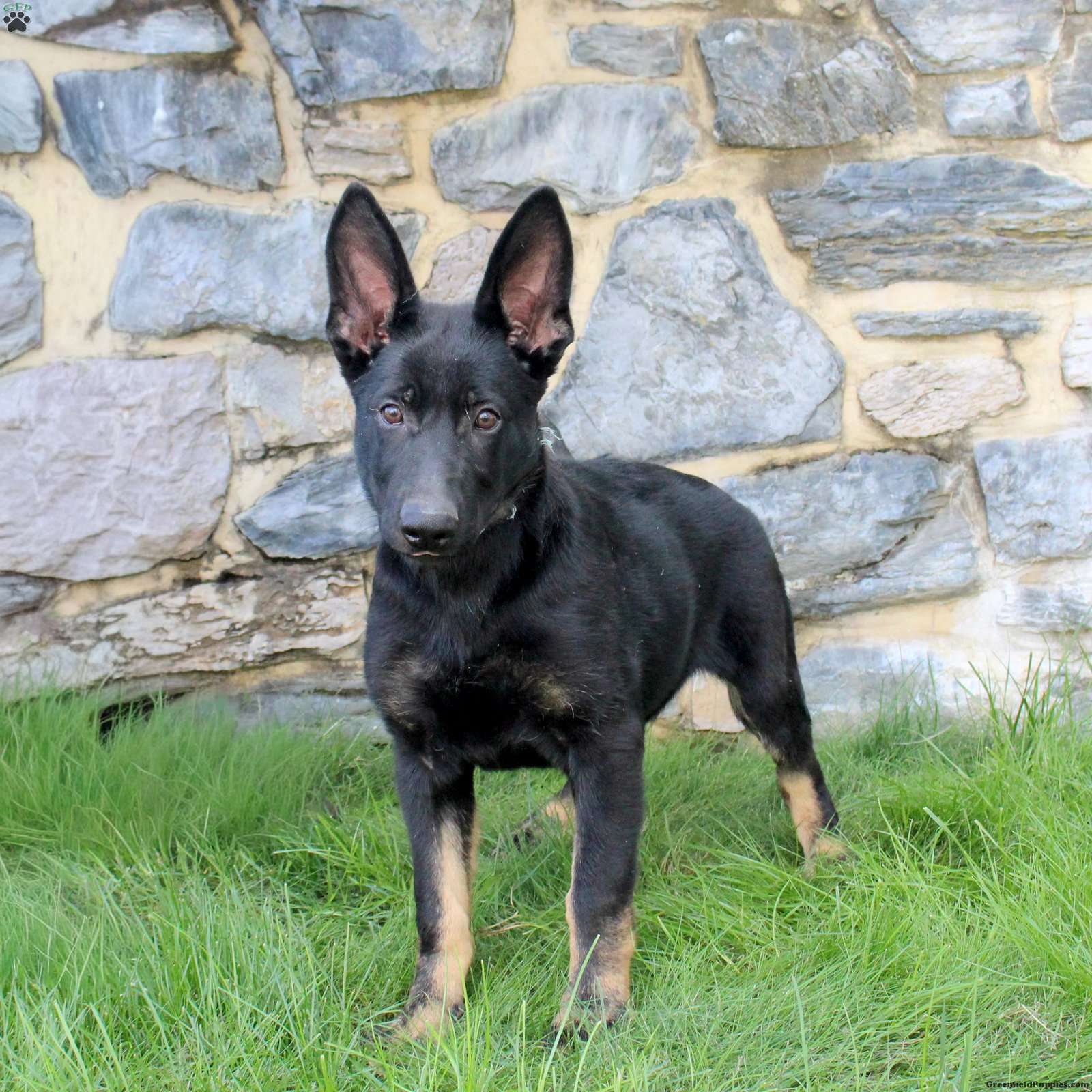 Grace, German Shepherd