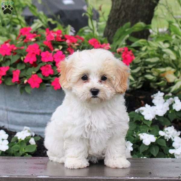 Grace, Maltipoo Puppy