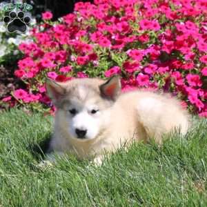 Grace, Alaskan Malamute Puppy