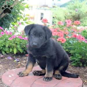 Grace, German Shepherd Puppy