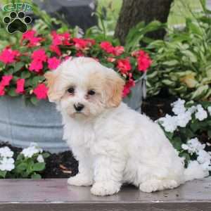 Grace, Maltipoo Puppy