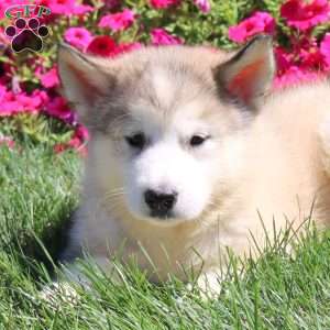 Grace, Alaskan Malamute Puppy