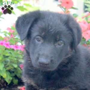 Grace, German Shepherd Puppy
