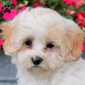 Grace, Maltipoo Puppy