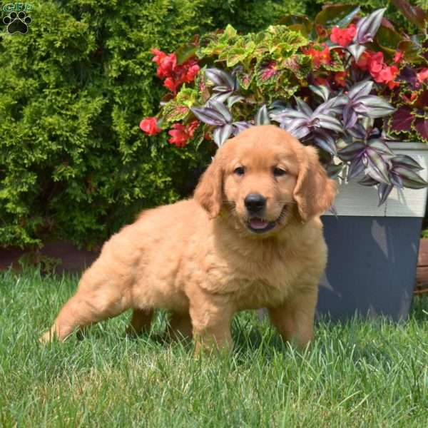 Gracie, Golden Retriever Puppy