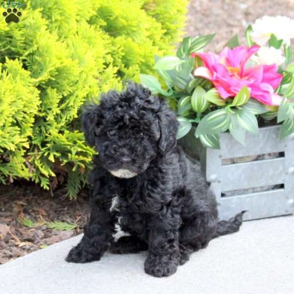 Gracie, Yorkie Poo Puppy