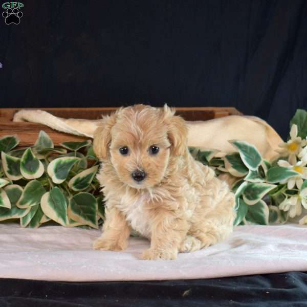 Gracie, Maltipoo Puppy