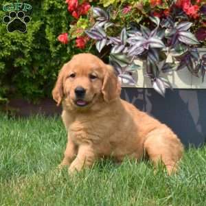 Gracie, Golden Retriever Puppy