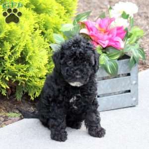 Gracie, Yorkie Poo Puppy